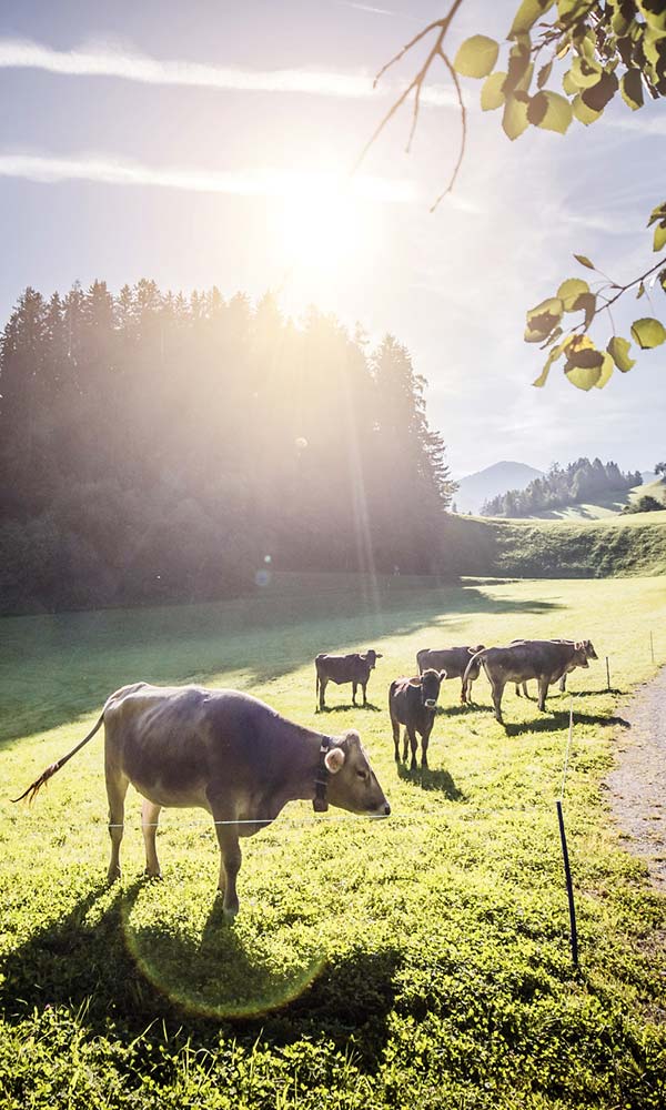 Das Inntal rund um Schwaz – Tirols vielseitiges Sommerrevier